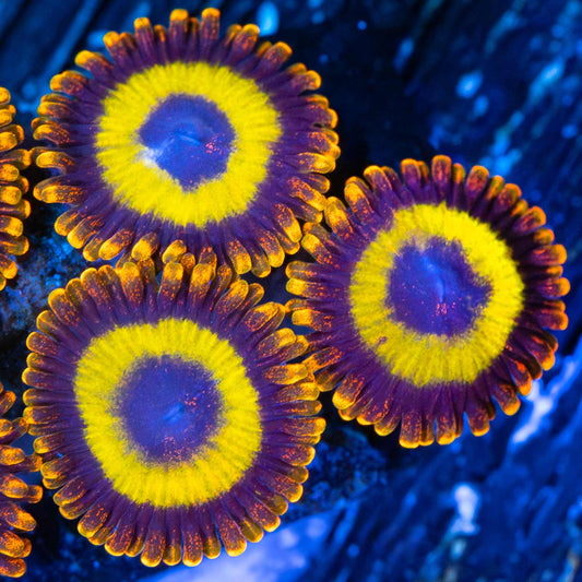 Fruit Loop Zoa (3 Polyps)