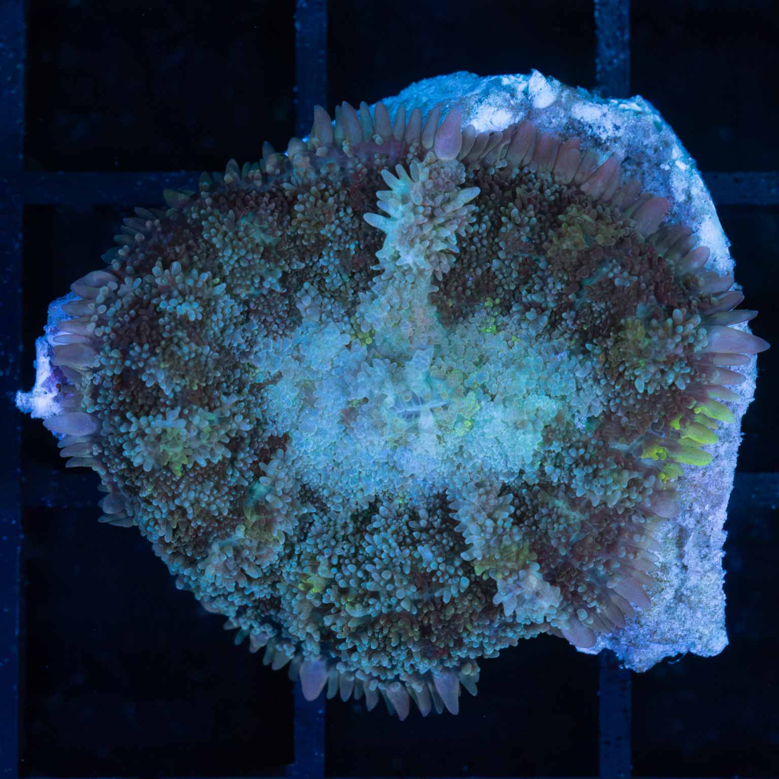 Fuzzy Pascal Blue Blue Fuzzy Mushroom Coral – Lucky Corals