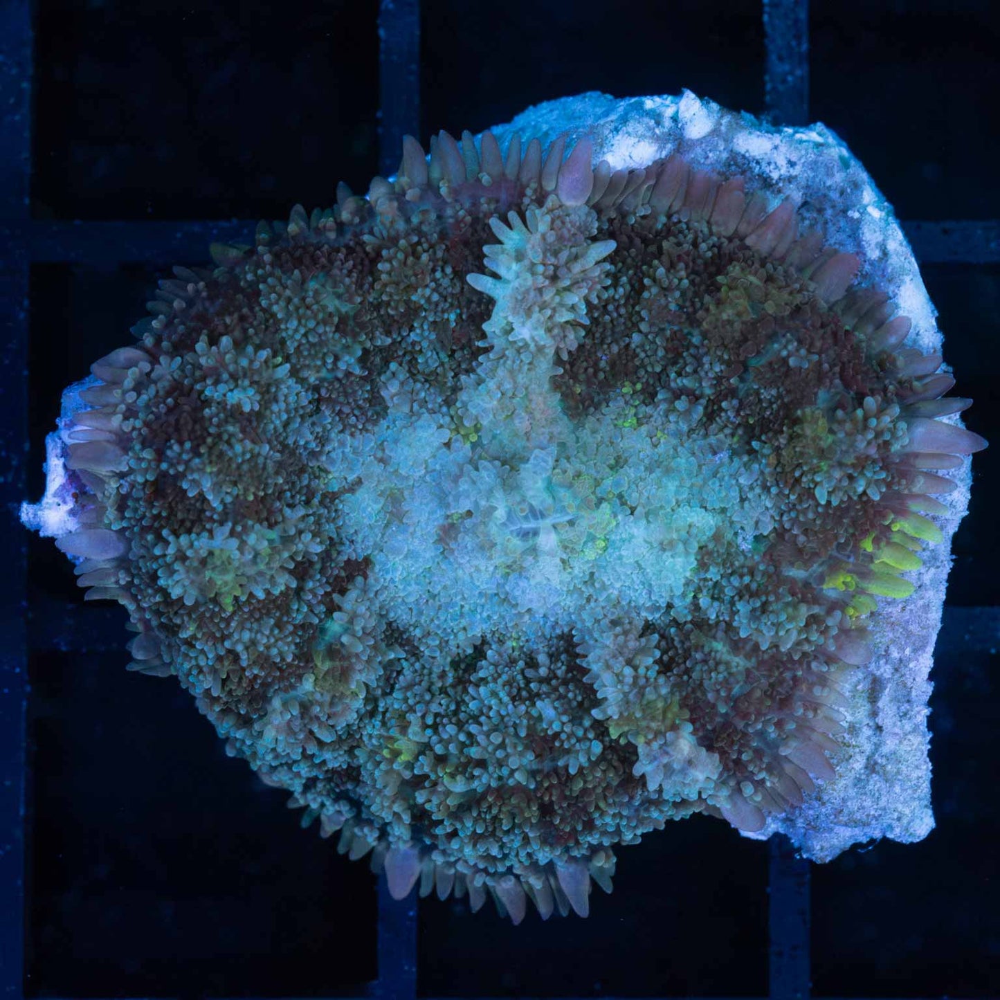 Blue Fuzzy Mushroom Coral