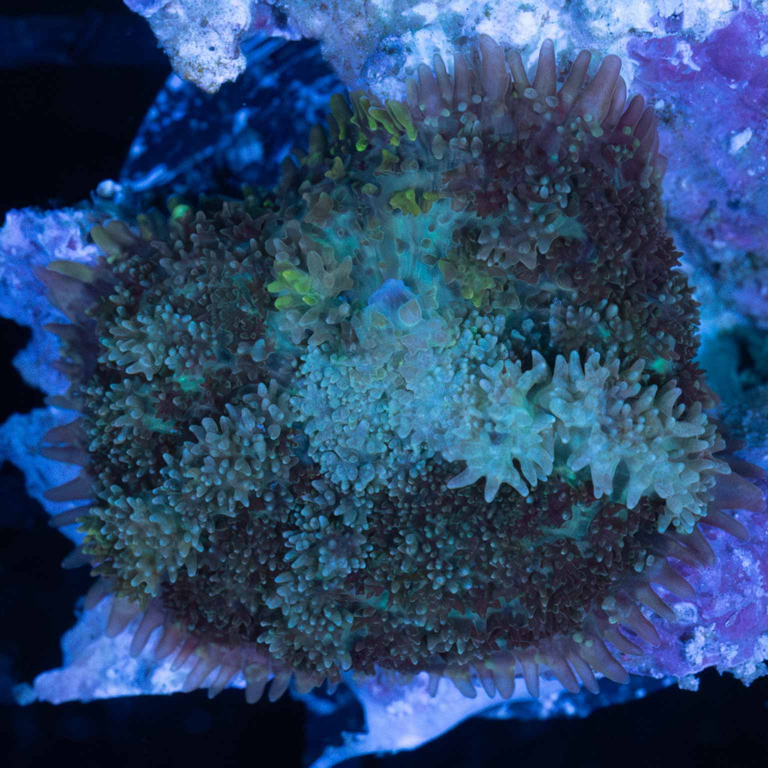 Blue Fuzzy Mushroom Coral