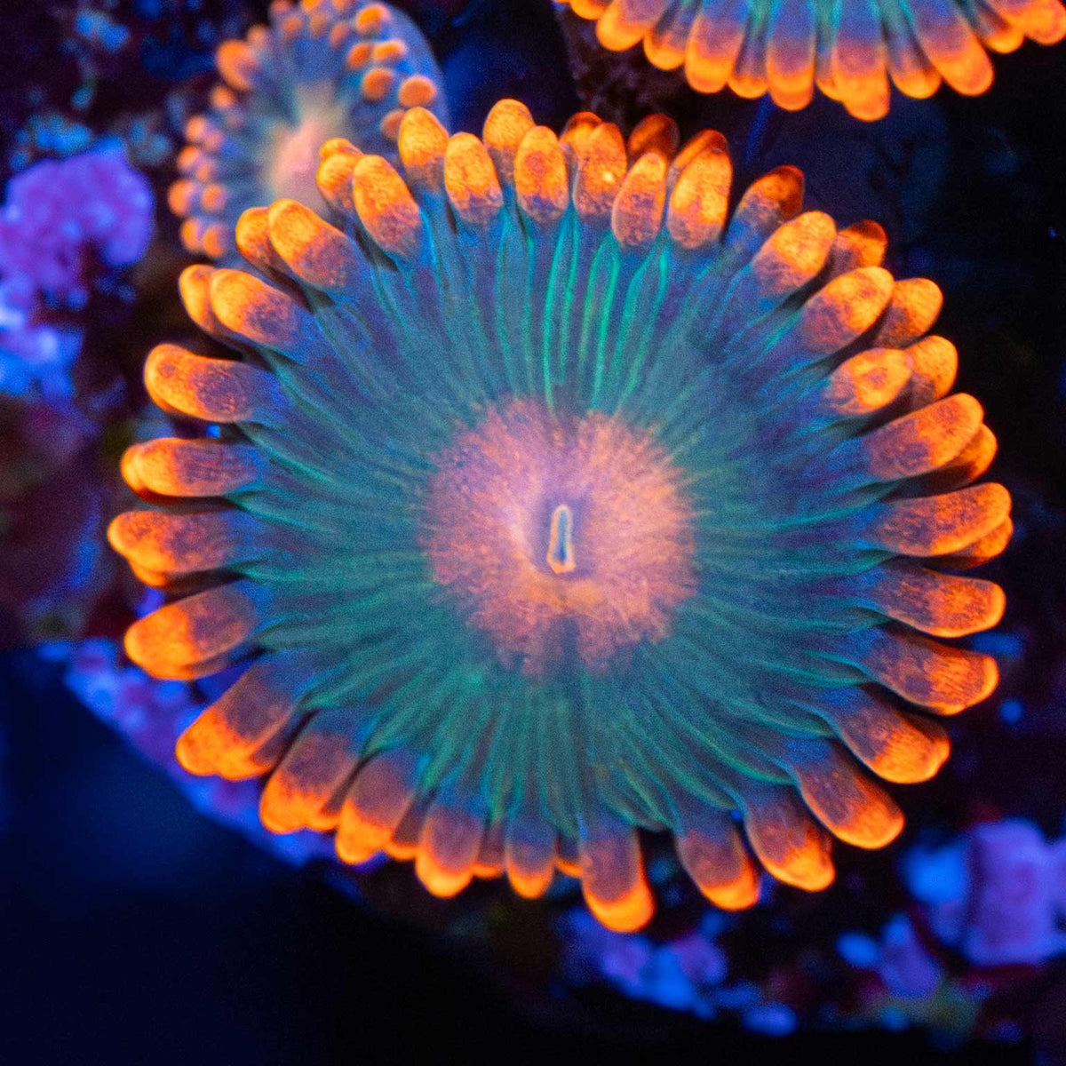 Gatorade Zoa Close Up