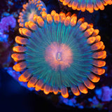 Gatorade Zoa Close Up