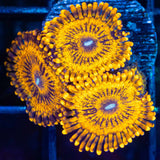 Gold Maul Zoa