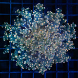 Giant head gold branching octospawn
