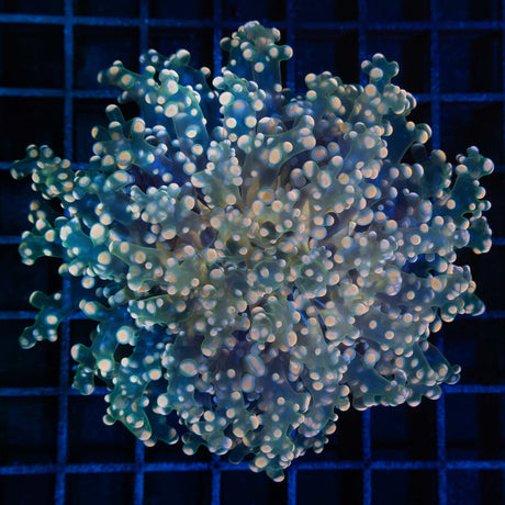 Giant head gold branching octospawn