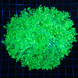 XXL Toxic Green Giant Head Octospawn