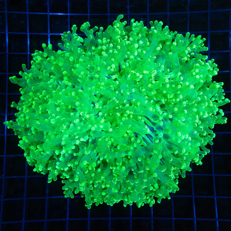 XXL Toxic Green Giant Head Octospawn