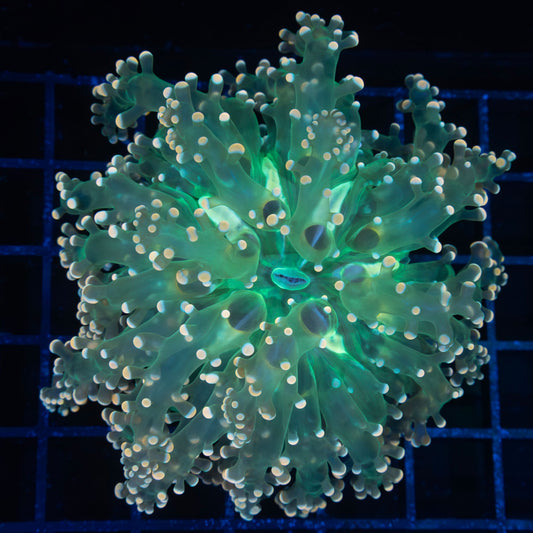 Giant Head Branching Octospawn 4"