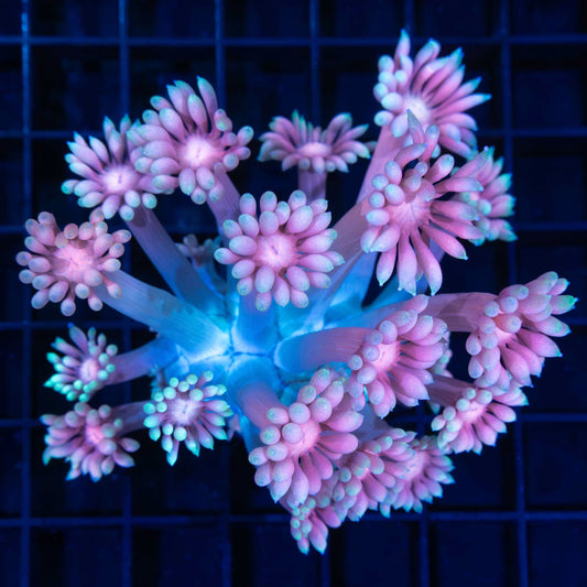 Giant Lotus Goniopora 4.5" (New Release)