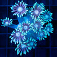 Giant Lotus Goniopora Coral