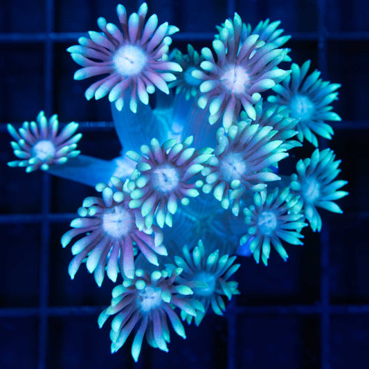 Giant Lotus Goniopora 3" (New Release)