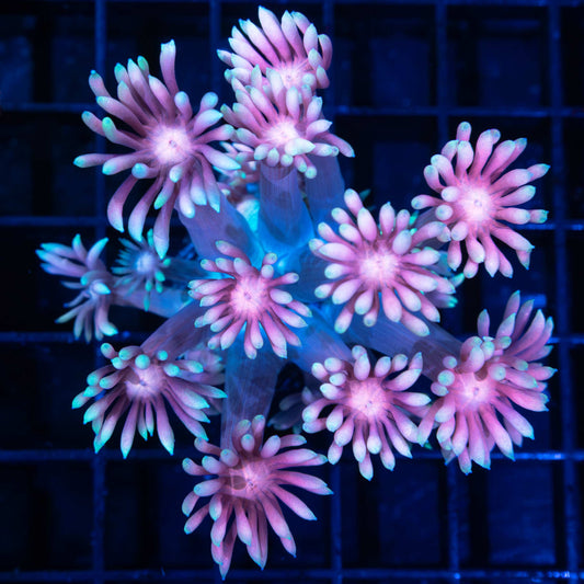 Giant Lotus Goniopora 4" (New Release)