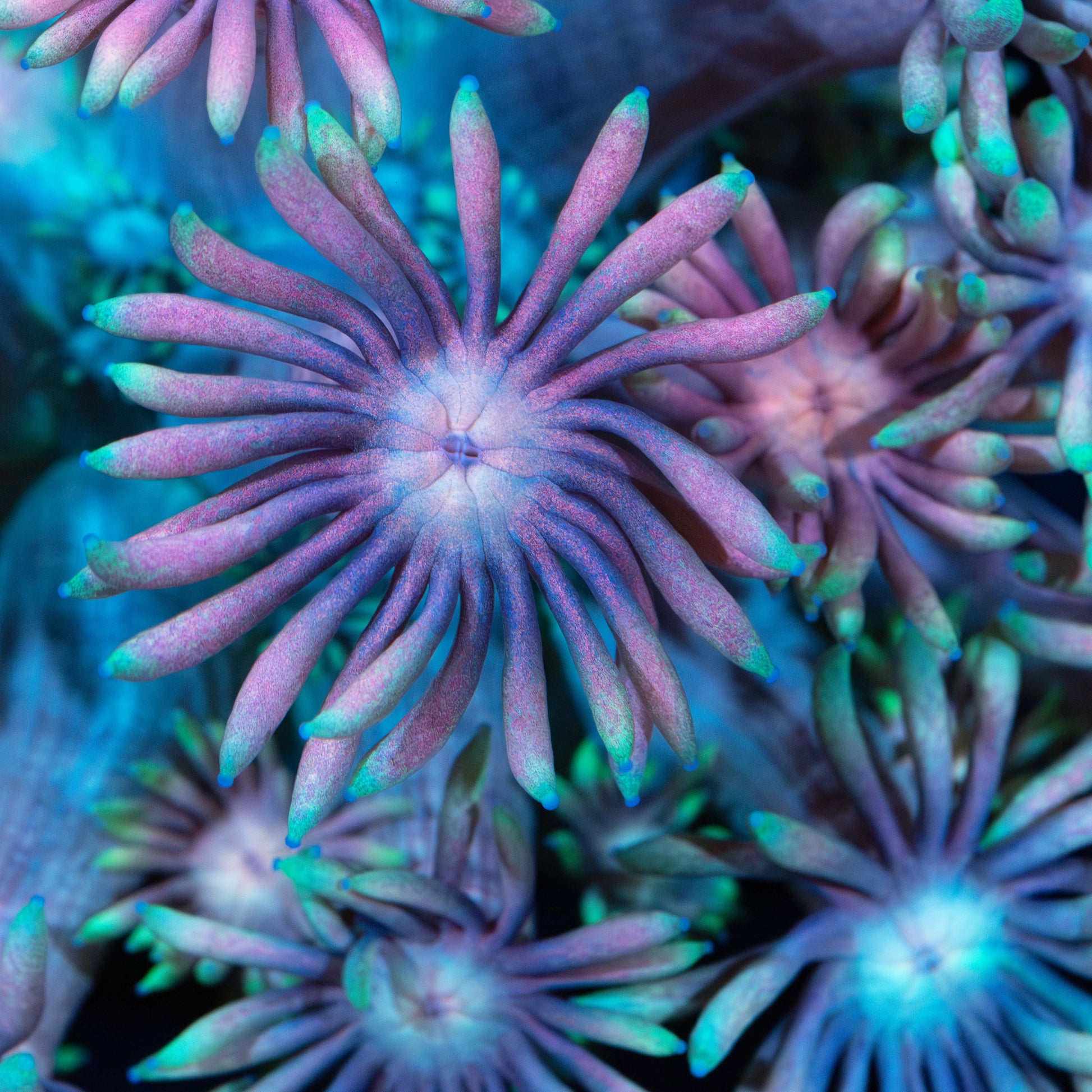 Giant Lotus Goni Pink Blue Purple Close up