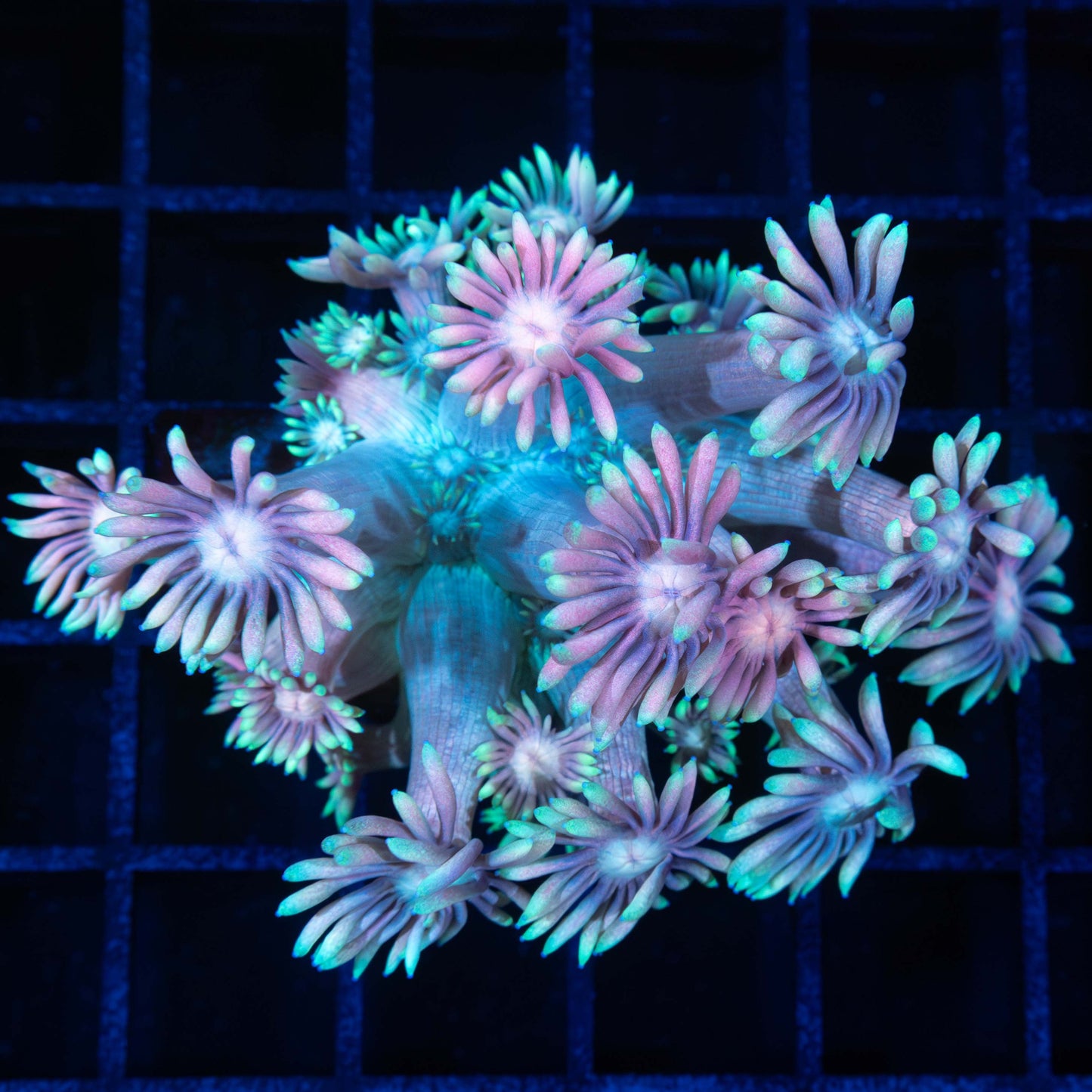 Giant Lotus Goniopora Large Frag