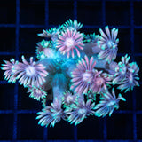 Giant Lotus Goniopora Large Frag