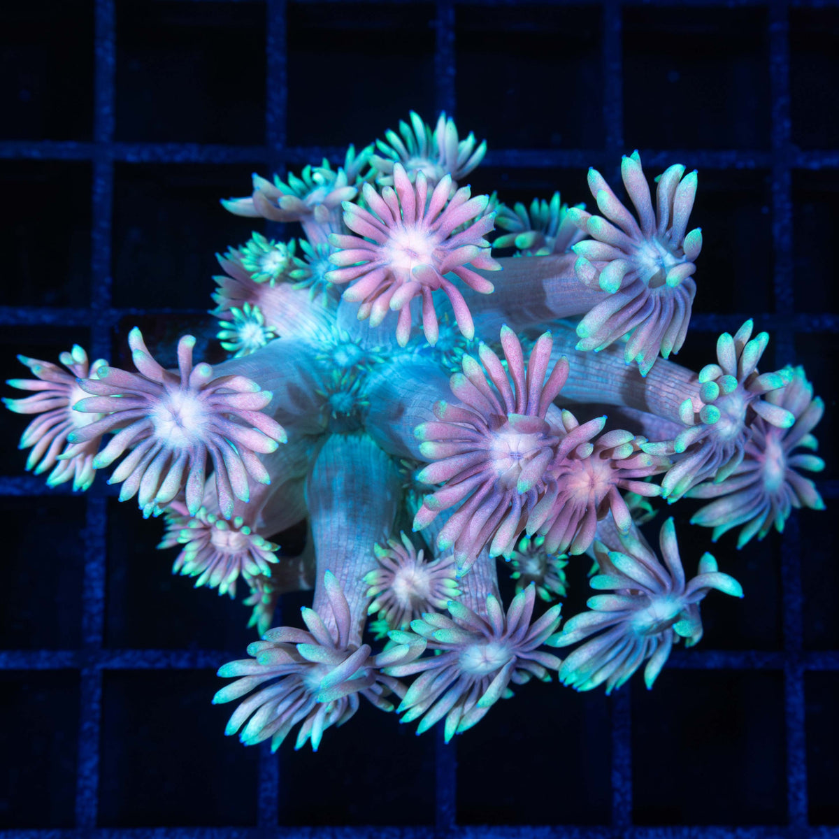 Giant Lotus Goniopora Large Frag