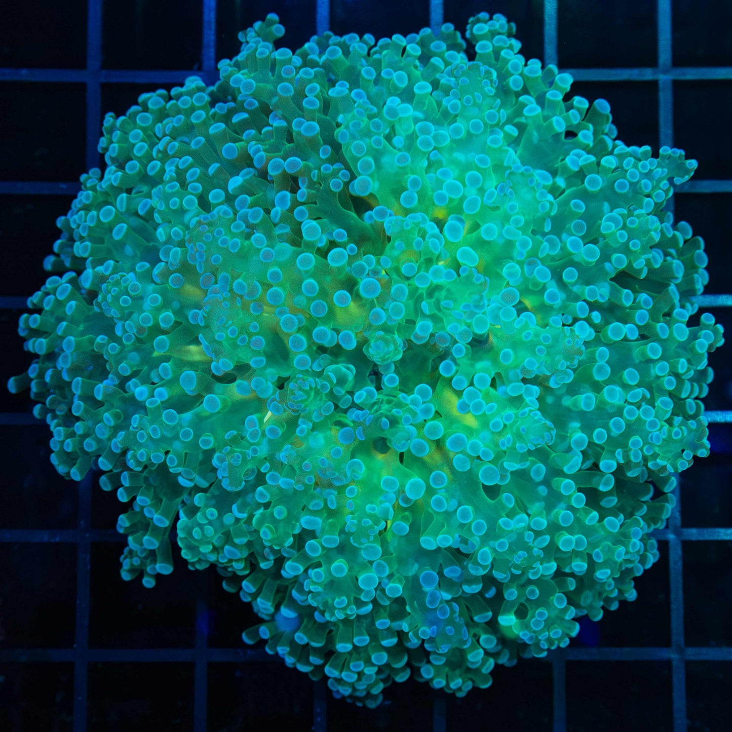 Giant Head Branching Octospawn 4"
