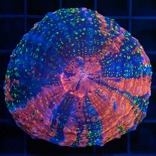 Rainbow Glitter Acanthophyllia