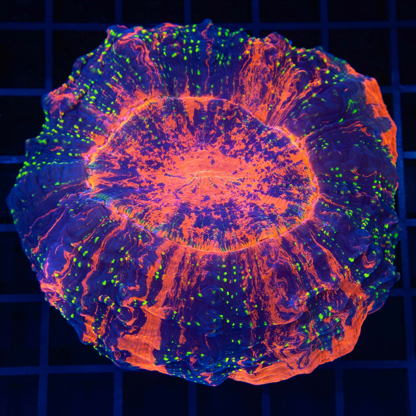 Pillars of Creation Acanthophyllia (Rare Color) 4"