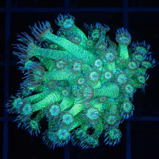 Large Glitter Goniopora frag
