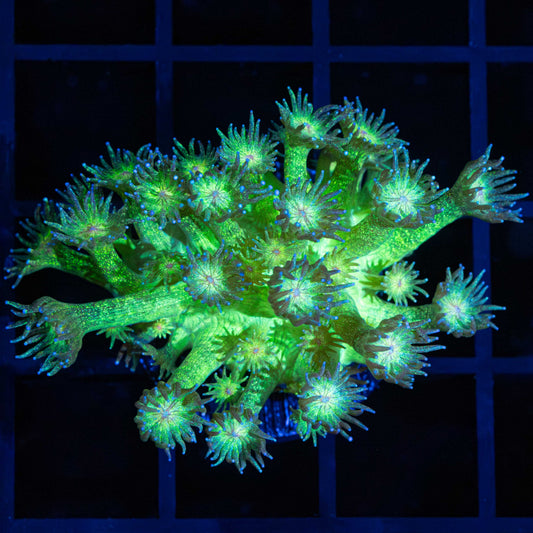 Green Glitter Goniopora (Large Frag)