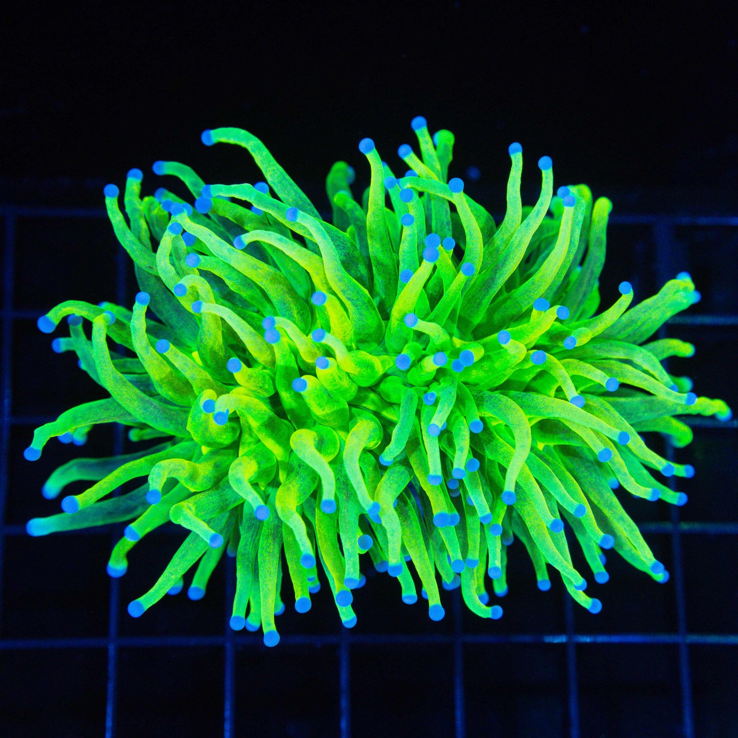 XL Glitter Holy Grail Torch (Rare)