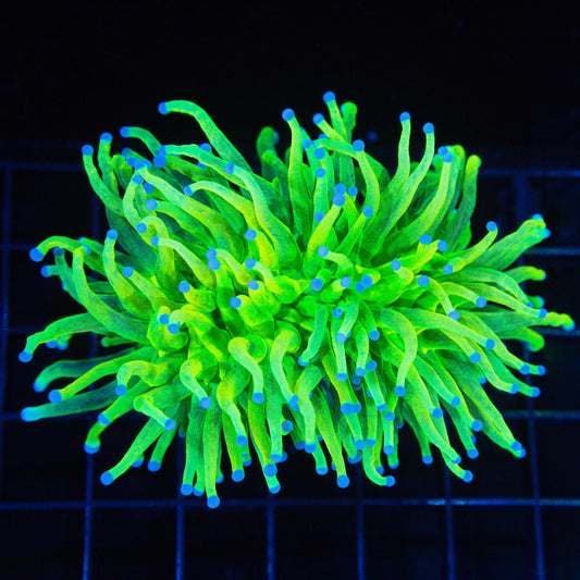 XL Glitter Holy Grail Torch (Rare)