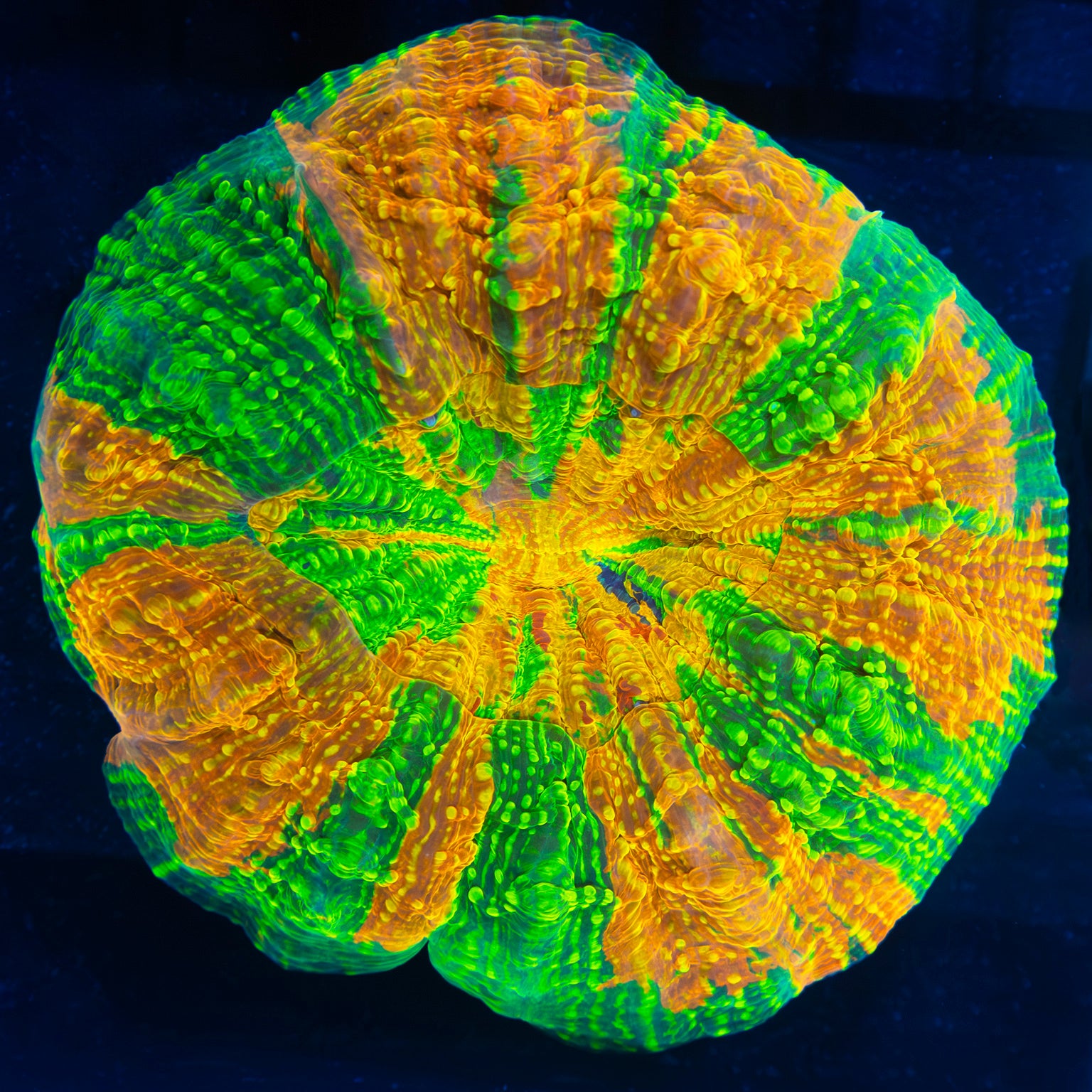 Rainbow Glitter Acanthophyllia 5"