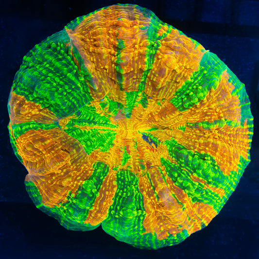 Rainbow Glitter Acanthophyllia 5"