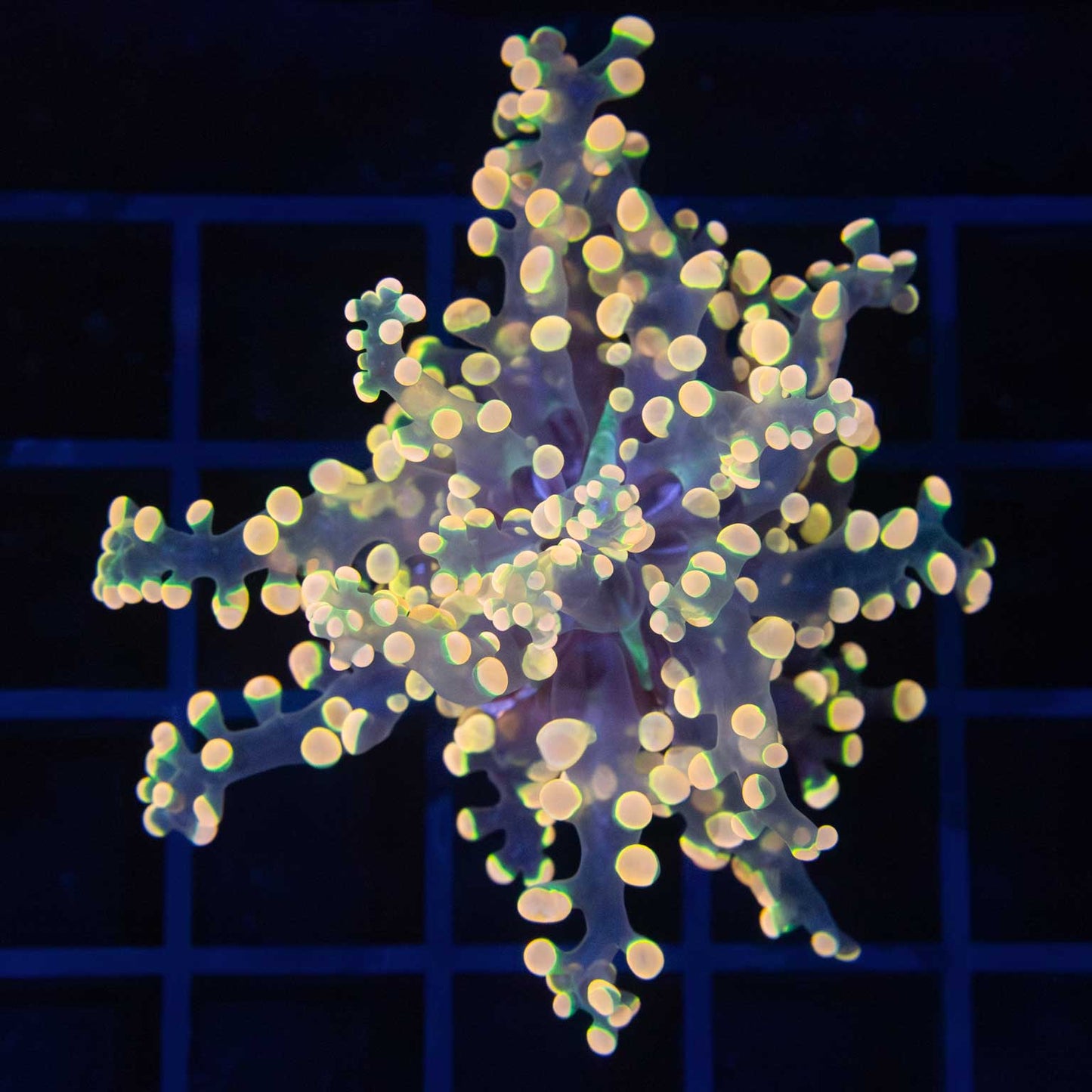 Glowbug Branching Frogspawn (Nice!)
