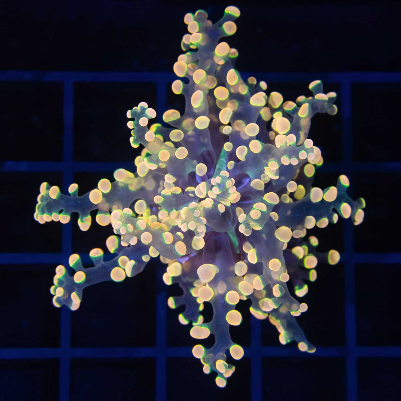 Glowbug Branching Frogspawn (Nice!)