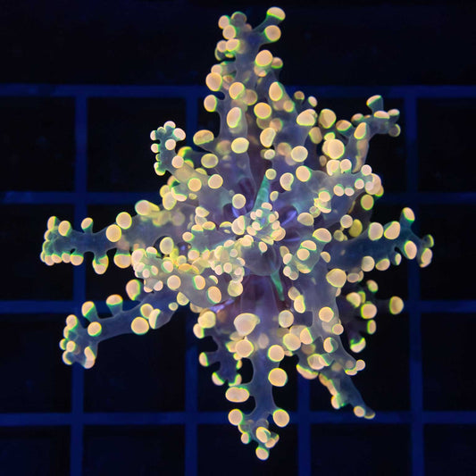 Glowbug Branching Frogspawn (Nice!)
