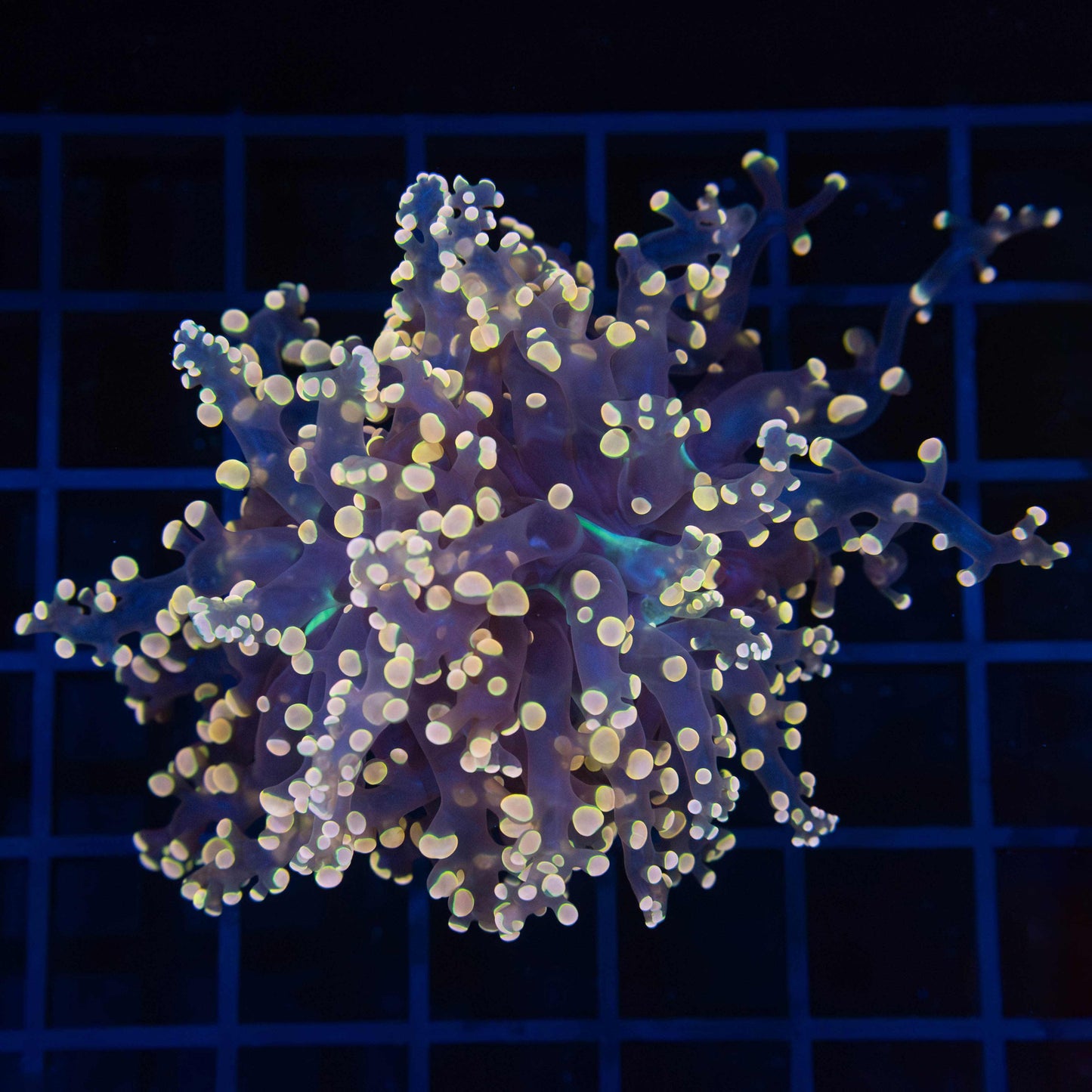 glowbug frogspawn coral