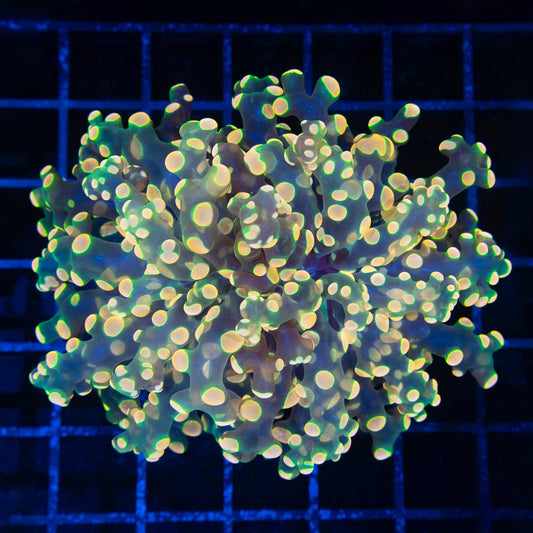 Large Glowbug Branching Frogspawn (Nice!)