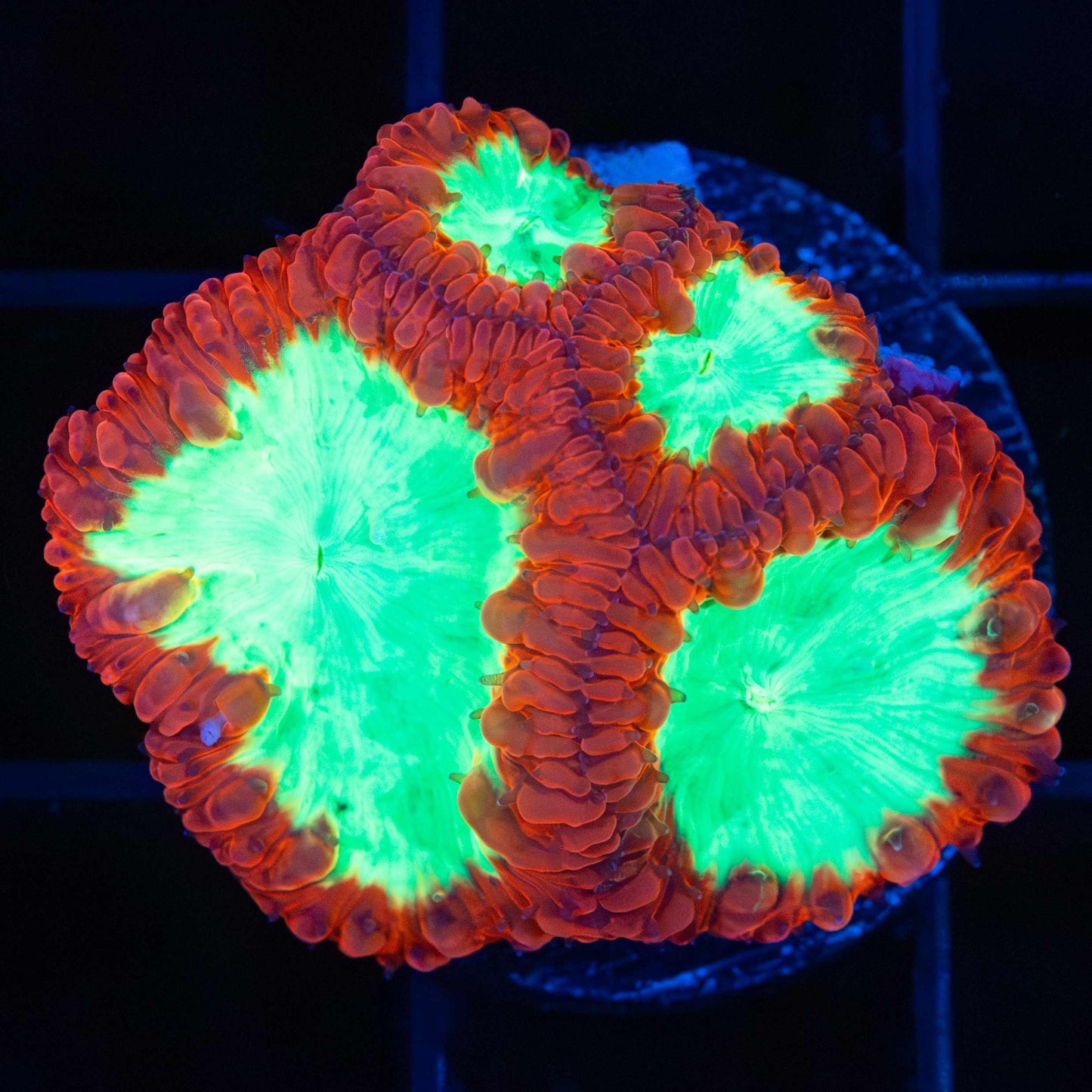 Ultra Bright Neon Blasto