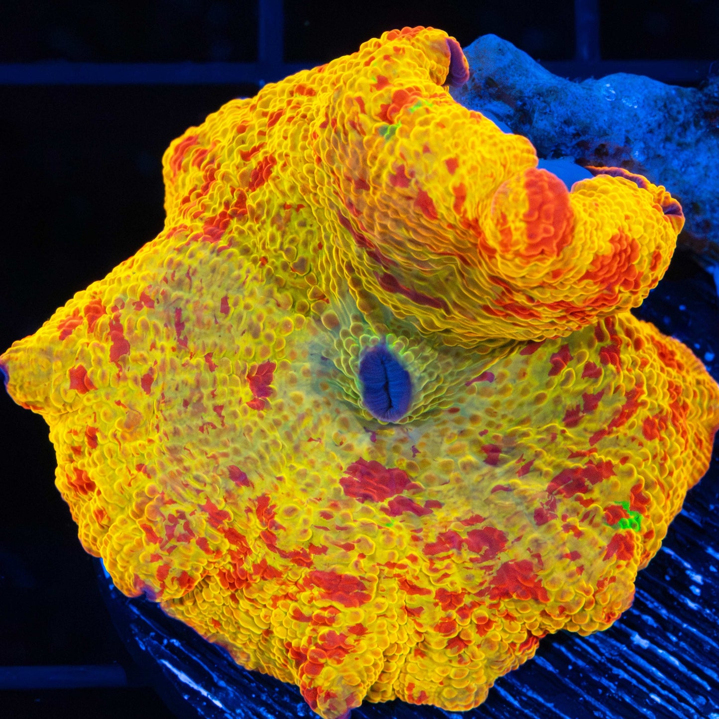 XL 4 Color Jawbreaker Mushroom (Bright!)
