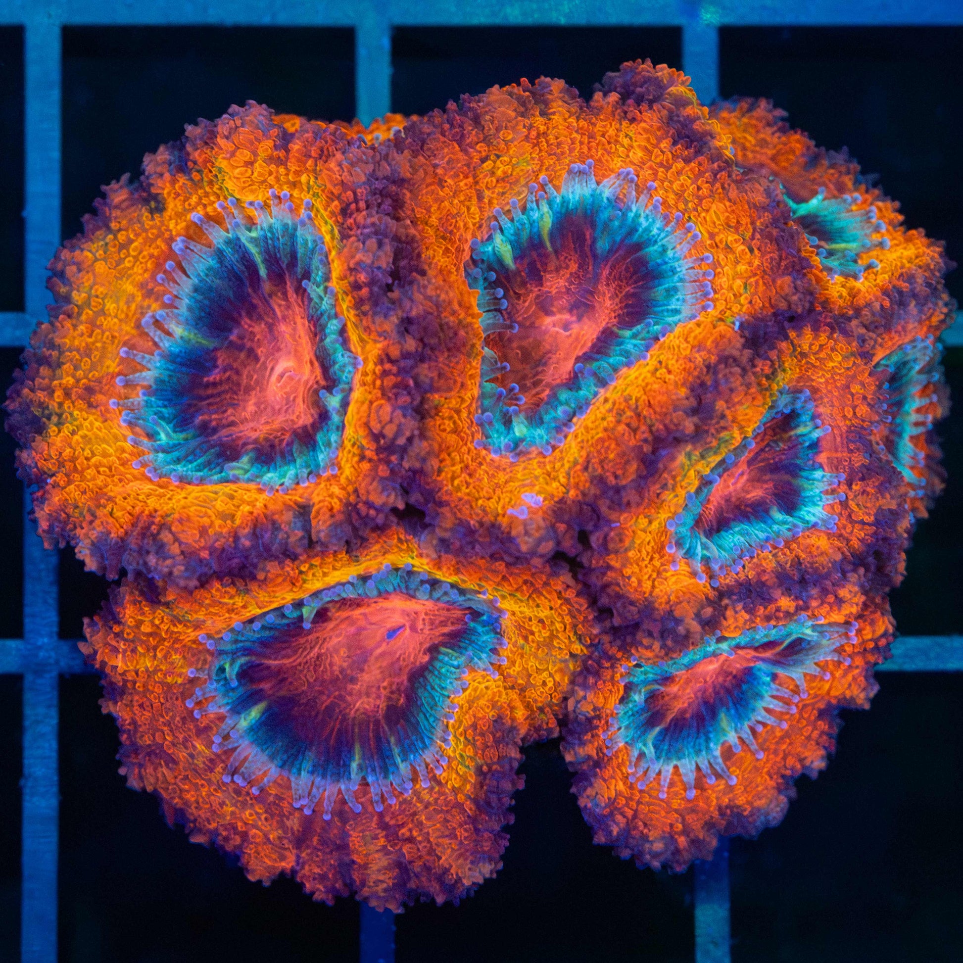 Orange Acan Tank Grown Colony