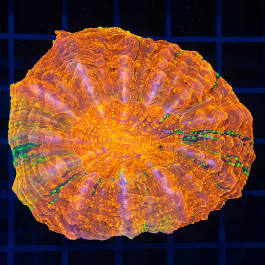 Glowing Glitter Acanthophyllia 3"