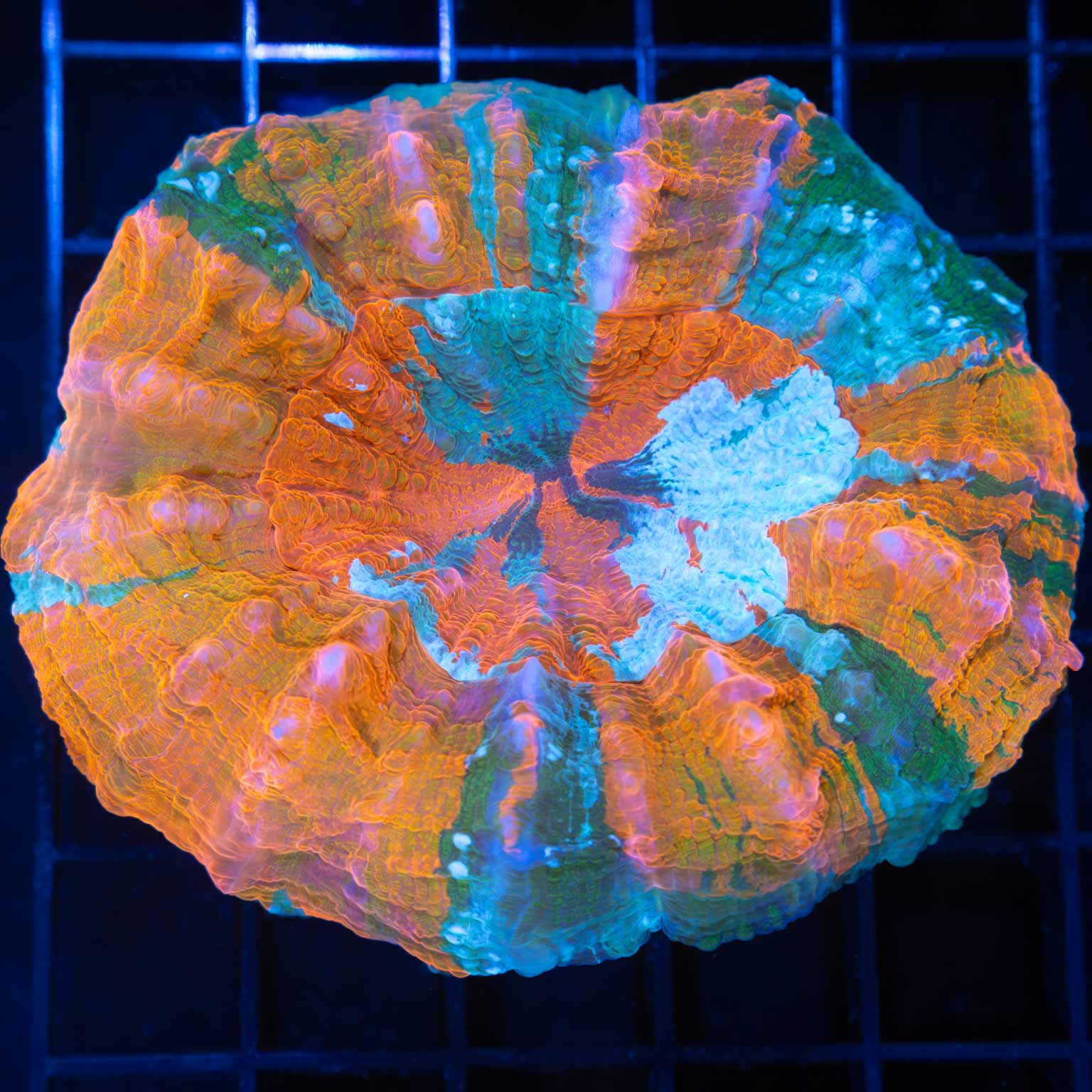 Pastel Rainbow Acanthophyllia 3.25" (Bright!)