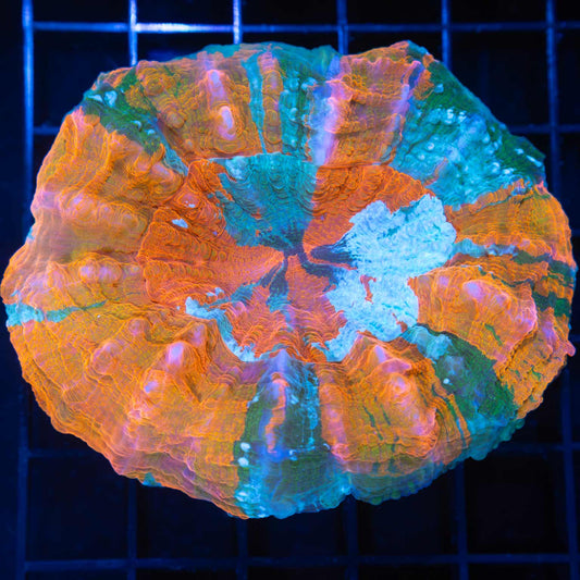 Pastel Rainbow Acanthophyllia