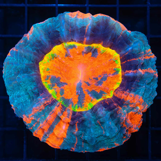 Glowing Rainbow Acanthophyllia (BRIGHT!)