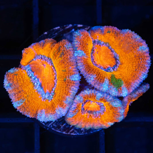 Glowing Splatter Acan