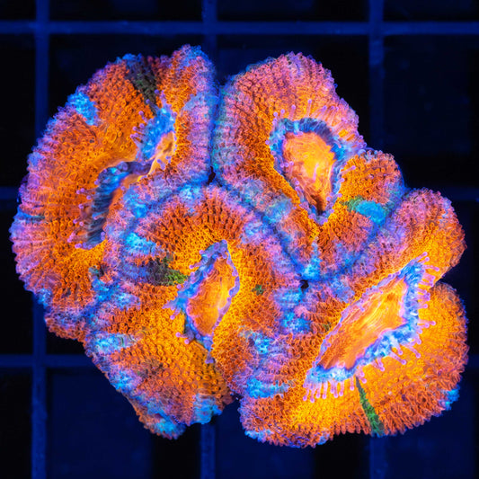 glowing splatter acan