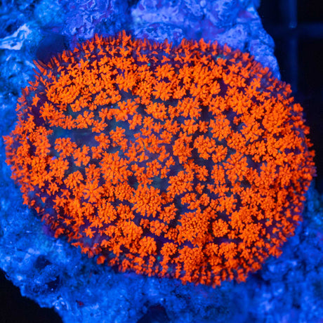 glowing blood orange Rhodactis mushroom