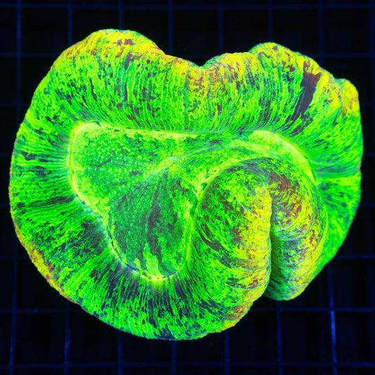 Glowpuff Wellsophyllia (Bright!) 4.5"