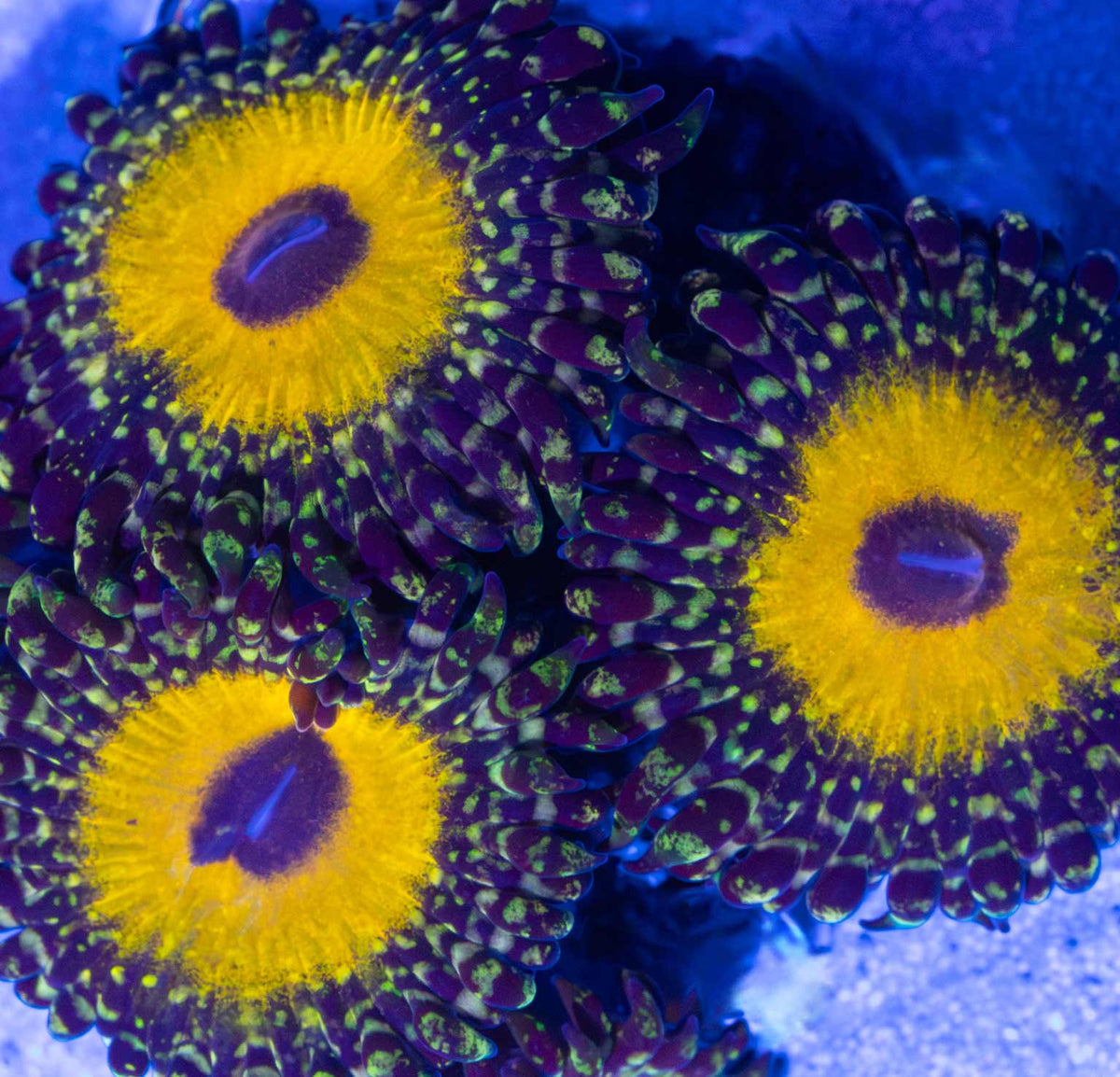God Beast Zoa zoanthid under blue aquarium lighting