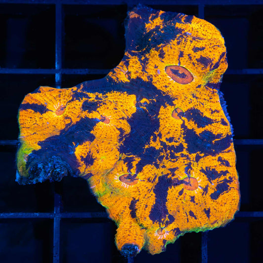 Goku Chalice Colony 2.25"