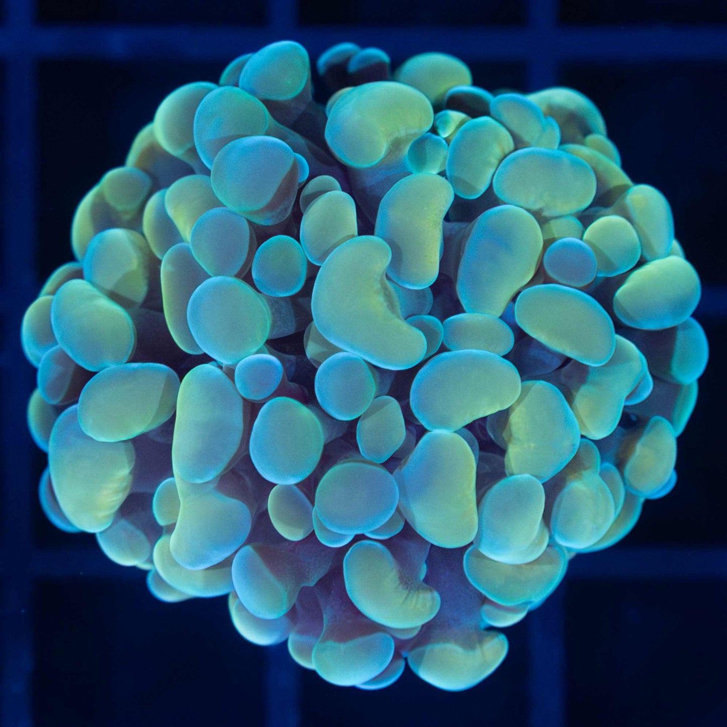 Blue and Gold Branching Hammer