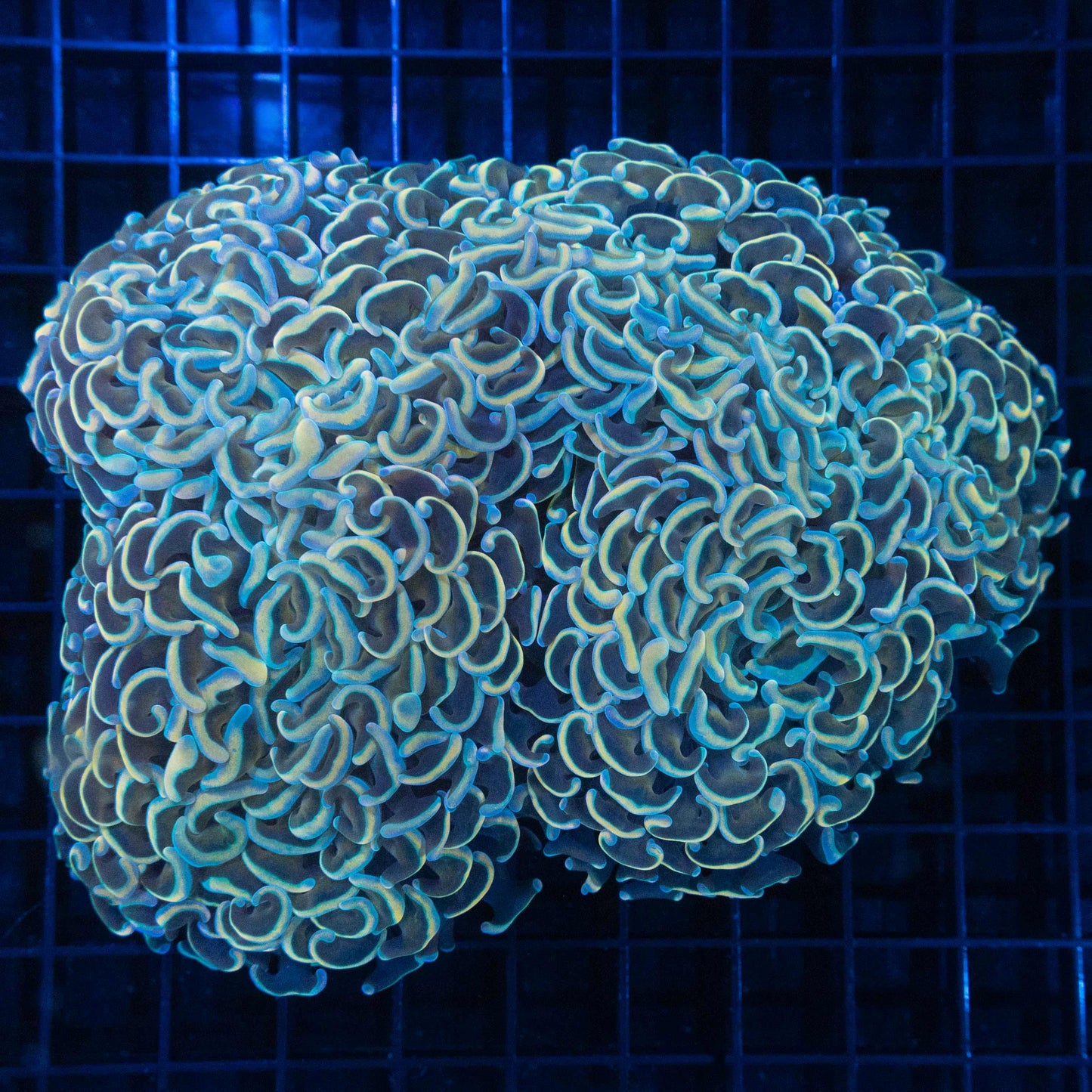 XL Gold And Blue Hammer Coral 6"