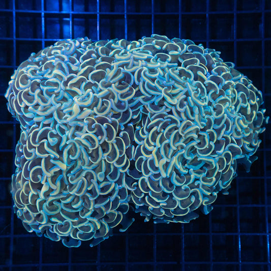 XL Gold And Blue Hammer Coral 6"